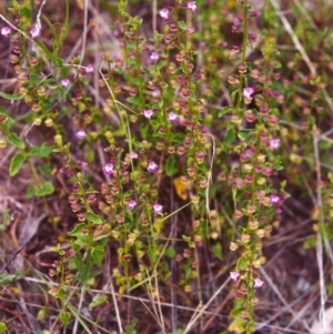 Scutellaria humilis at Conder, ACT - 26 Nov 1999