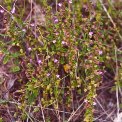 Scutellaria humilis (Dwarf Skullcap) at Conder, ACT - 26 Nov 1999 by MichaelBedingfield