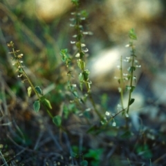 Scutellaria humilis (Dwarf Skullcap) at Tuggeranong Hill - 20 Apr 2000 by michaelb