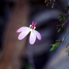 Caladenia fuscata (Dusky Fingers) at Conder, ACT - 8 Oct 2001 by MichaelBedingfield