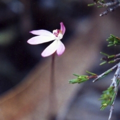 Caladenia fuscata at Conder, ACT - 8 Oct 2001