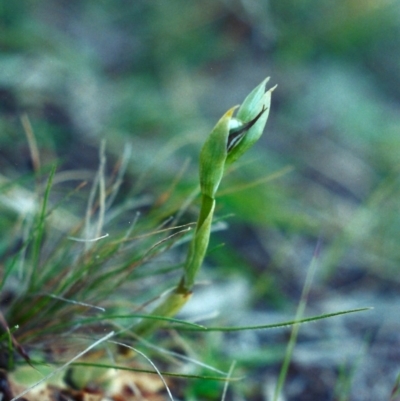 Oligochaetochilus hamatus (Southern Hooked Rustyhood) at Banks, ACT - 10 Oct 2001 by MichaelBedingfield