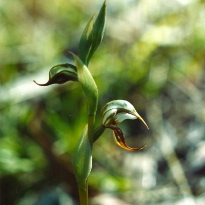 Oligochaetochilus hamatus (Southern Hooked Rustyhood) at Banks, ACT - 20 Oct 2001 by michaelb