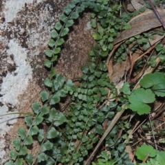 Asplenium flabellifolium (Necklace Fern) at Theodore, ACT - 22 Jul 2014 by MichaelBedingfield