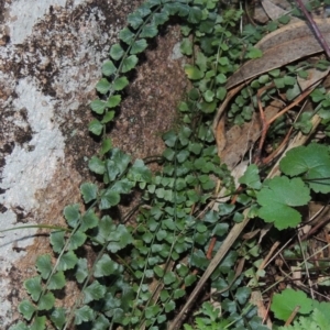 Asplenium flabellifolium at Theodore, ACT - 22 Jul 2014 05:50 PM