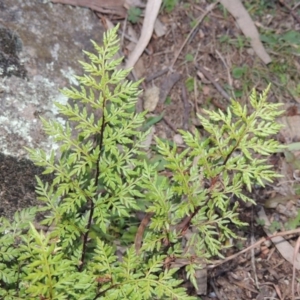 Cheilanthes austrotenuifolia at Theodore, ACT - 22 Jul 2014