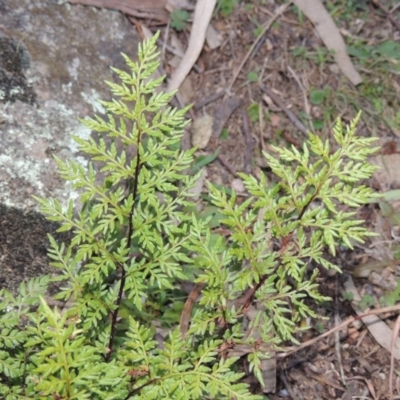 Cheilanthes austrotenuifolia (Rock Fern) at Tuggeranong Hill - 22 Jul 2014 by michaelb