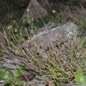 Calotis lappulacea at Theodore, ACT - 22 Jul 2014