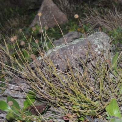 Calotis lappulacea (Yellow Burr Daisy) at Theodore, ACT - 22 Jul 2014 by michaelb