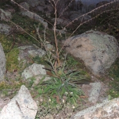 Cynoglossum australe (Australian Forget-me-not) at Theodore, ACT - 22 Jul 2014 by michaelb