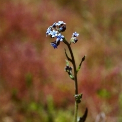 Cynoglossum australe (Australian Forget-me-not) at Conder, ACT - 27 Nov 1999 by MichaelBedingfield