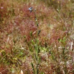 Cynoglossum australe at Conder, ACT - 27 Nov 1999 12:00 AM