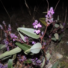 Hardenbergia violacea (False Sarsaparilla) at Tuggeranong Hill - 22 Jul 2014 by michaelb