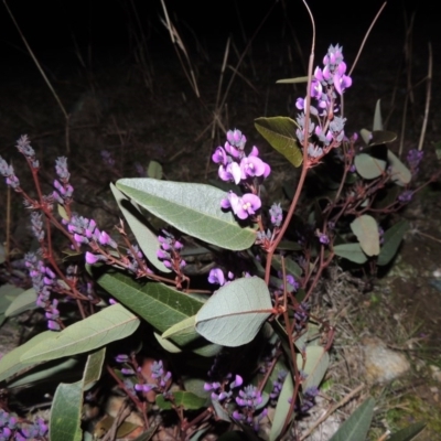 Hardenbergia violacea (False Sarsaparilla) at Theodore, ACT - 22 Jul 2014 by MichaelBedingfield