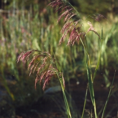 Phragmites australis (Common Reed) at Point Hut to Tharwa - 1 Mar 2007 by michaelb