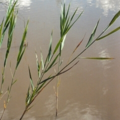 Phragmites australis (Common Reed) at Greenway, ACT - 7 Jan 2007 by MichaelBedingfield