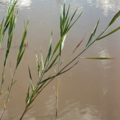 Phragmites australis (Common Reed) at Greenway, ACT - 6 Jan 2007 by michaelb