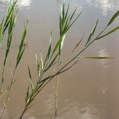 Phragmites australis (Common Reed) at Greenway, ACT - 7 Jan 2007 by MichaelBedingfield
