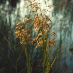 Phragmites australis (Common Reed) at Gordon, ACT - 12 Apr 2007 by MichaelBedingfield