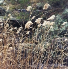 Phragmites australis (Common Reed) at Rob Roy Range - 9 Jul 2001 by michaelb
