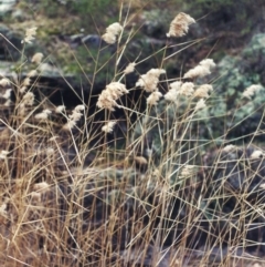 Phragmites australis (Common Reed) at Conder, ACT - 10 Jul 2001 by MichaelBedingfield