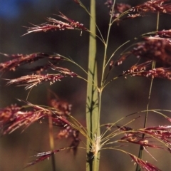 Phragmites australis (Common Reed) at Paddys River, ACT - 21 Mar 2007 by michaelb