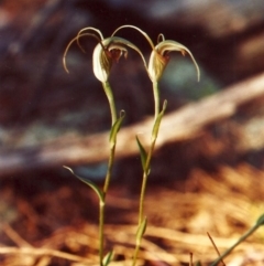 Diplodium laxum (Antelope greenhood) at Conder, ACT - 9 Apr 2011 by MichaelBedingfield