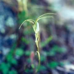 Diplodium laxum (Antelope greenhood) at Tuggeranong Hill - 26 Apr 2001 by michaelb