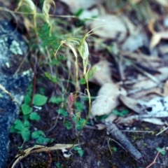 Diplodium laxum at Conder, ACT - 27 Apr 2001