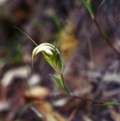 Diplodium ampliatum (Large Autumn Greenhood) at Rob Roy Range - 1 Mar 2002 by michaelb