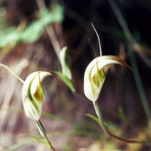 Diplodium ampliatum at Conder, ACT - suppressed