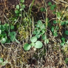 Diplodium ampliatum (Large Autumn Greenhood) at Rob Roy Range - 18 Aug 2001 by michaelb