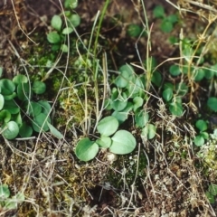 Diplodium ampliatum (Large Autumn Greenhood) at Conder, ACT - 19 Aug 2001 by MichaelBedingfield