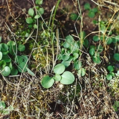 Diplodium ampliatum (Large Autumn Greenhood) at Conder, ACT - 19 Aug 2001 by MichaelBedingfield