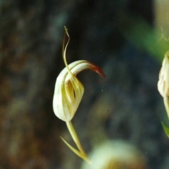 Diplodium ampliatum (Large Autumn Greenhood) at Conder, ACT - 14 Apr 2001 by michaelb