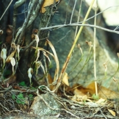 Diplodium ampliatum at Conder, ACT - 15 Apr 2001