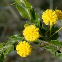 Acacia paradoxa (Kangaroo Thorn) at Hackett, ACT - 22 Jul 2014 by julielindner