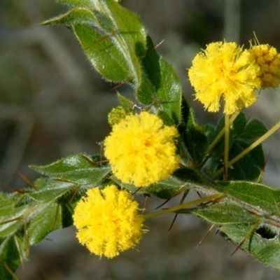 Acacia paradoxa (Kangaroo Thorn) at Mount Majura - 22 Jul 2014 by julielindner