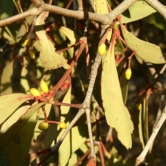 Muellerina eucalyptoides (Creeping Mistletoe) at Wanniassa Hill - 24 Jul 2014 by julielindner