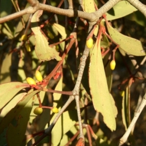 Muellerina eucalyptoides at Wanniassa Hill - 24 Jul 2014 12:00 AM