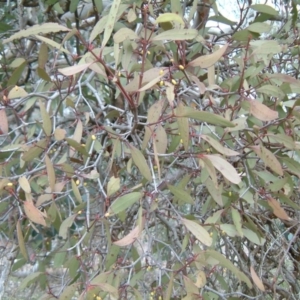 Muellerina eucalyptoides at Wanniassa Hill - 24 Jul 2014