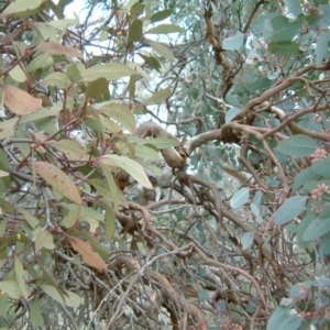 Muellerina eucalyptoides at Wanniassa Hill - 24 Jul 2014 12:00 AM