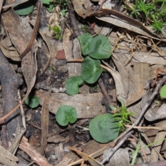 Corysanthes hispida (Bristly Helmet Orchid) at Conder, ACT - 24 Jul 2014 by michaelb