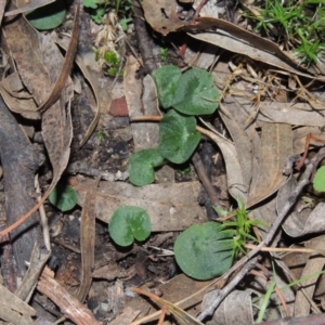 Corysanthes hispida at Conder, ACT - 24 Jul 2014