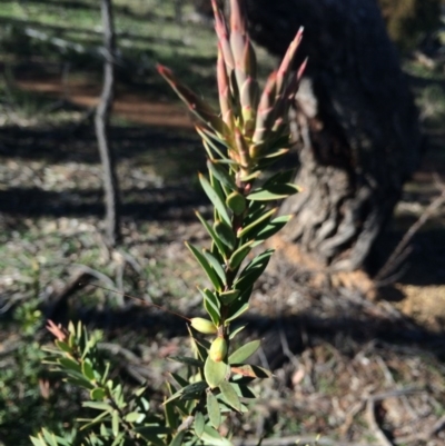 Styphelia triflora (Five-corners) at Mount Majura - 27 Jul 2014 by AaronClausen