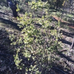 Styphelia triflora at Watson, ACT - 27 Jul 2014