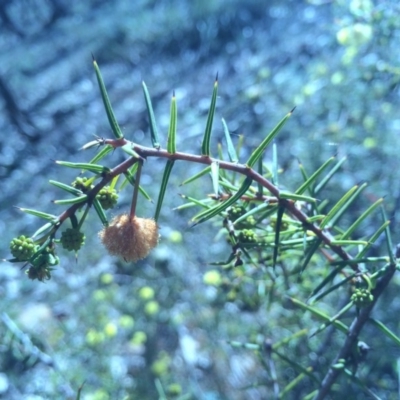 Acacia ulicifolia (Prickly Moses) at Mount Majura - 26 Jul 2014 by AaronClausen