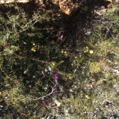 Acacia ulicifolia at Majura, ACT - 27 Jul 2014