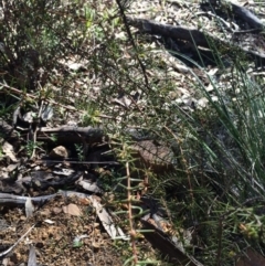 Acacia ulicifolia at Majura, ACT - 27 Jul 2014