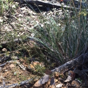 Acacia ulicifolia at Majura, ACT - 27 Jul 2014